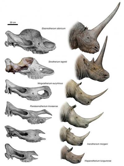 A-tandem-horned-rhino-from-the-Late-Miocene-of-China-reveals-origin-of-the-unicorn-elasmothere-