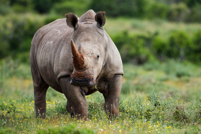 kariega-white-rhino